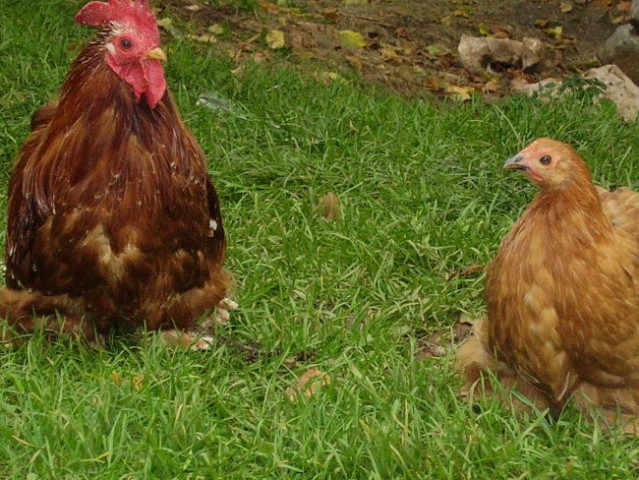 MIDVA SE IMAVA ZELO RADA IN SVA VEDNO SKUPAJ 