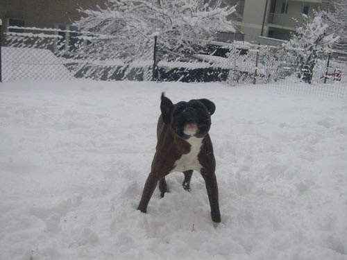 Sneg (05/06) - foto