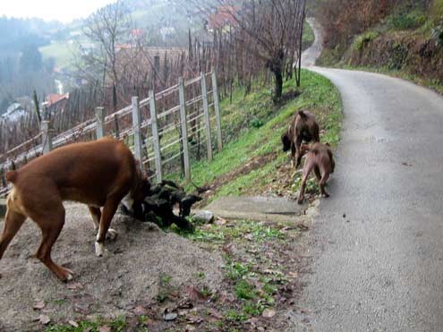 Tyson, Pago in Mike - foto povečava