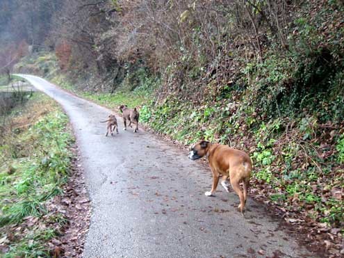 Tyson, Pago in Mike - foto povečava