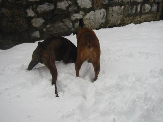 Na snegu (04/05) - foto povečava