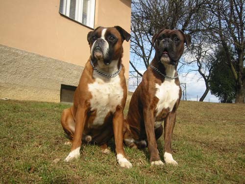 Pomlad 2006 - foto