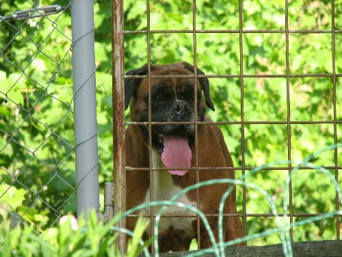 Tyson pri mami in bratcu: Laško, 25.06.06 - foto povečava