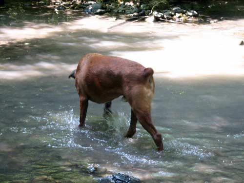 4.PeSjanarsko srečanje, 25.06.06 - foto povečava