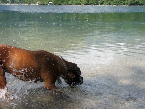 Tyson - Gorenjska, 20.-24.8.06 - foto povečava