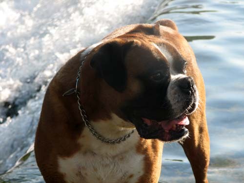 Tyson - 6.rojstni dan - foto povečava