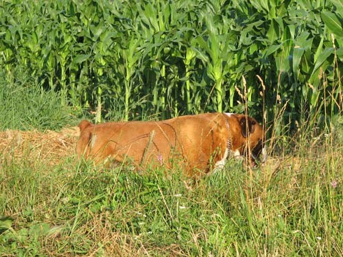 Tyson - 6.rojstni dan - foto povečava