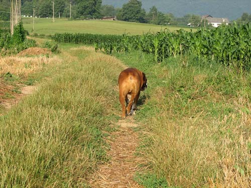 Tyson - 6.rojstni dan - foto povečava