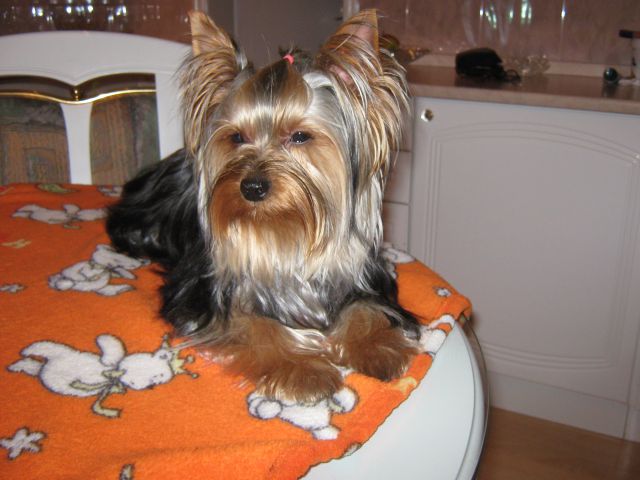 Lordy :-) - foto