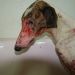 galgo gabriel