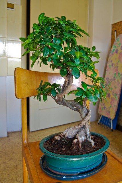 BONSAI - foto