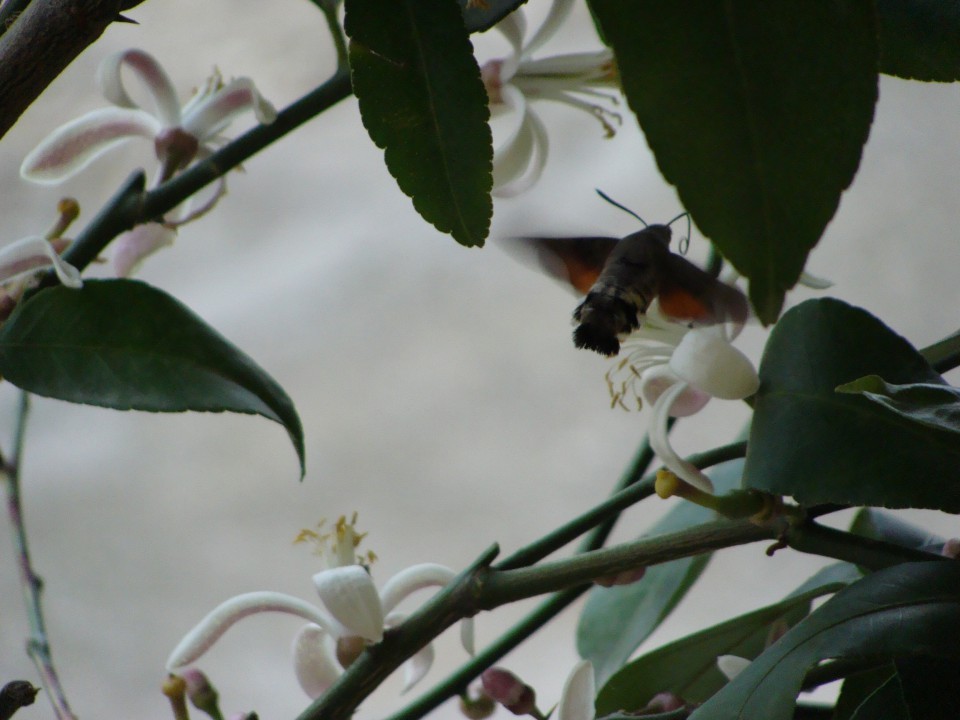 kolibri uživa v cvetovih limone, ki imajo prečudovit vonj
