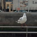 Young sea gull