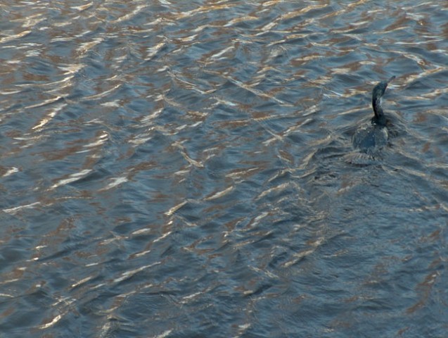 Cormorant looking for fish in the Liffey (there aren't any btw :p)