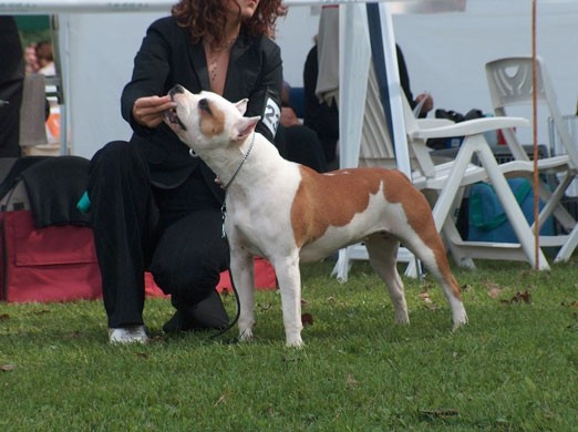 CAC Trbovlje 2006 - foto