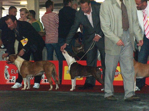 Euro Dog 2007 - Zagreb, staffordi - foto