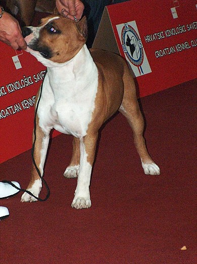 Euro Dog 2007 - Zagreb, staffordi - foto