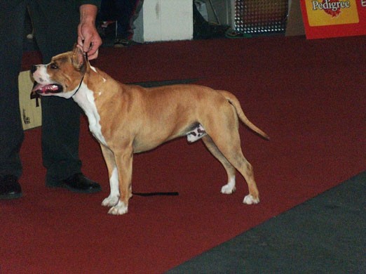 Euro Dog 2007 - Zagreb, staffordi - foto