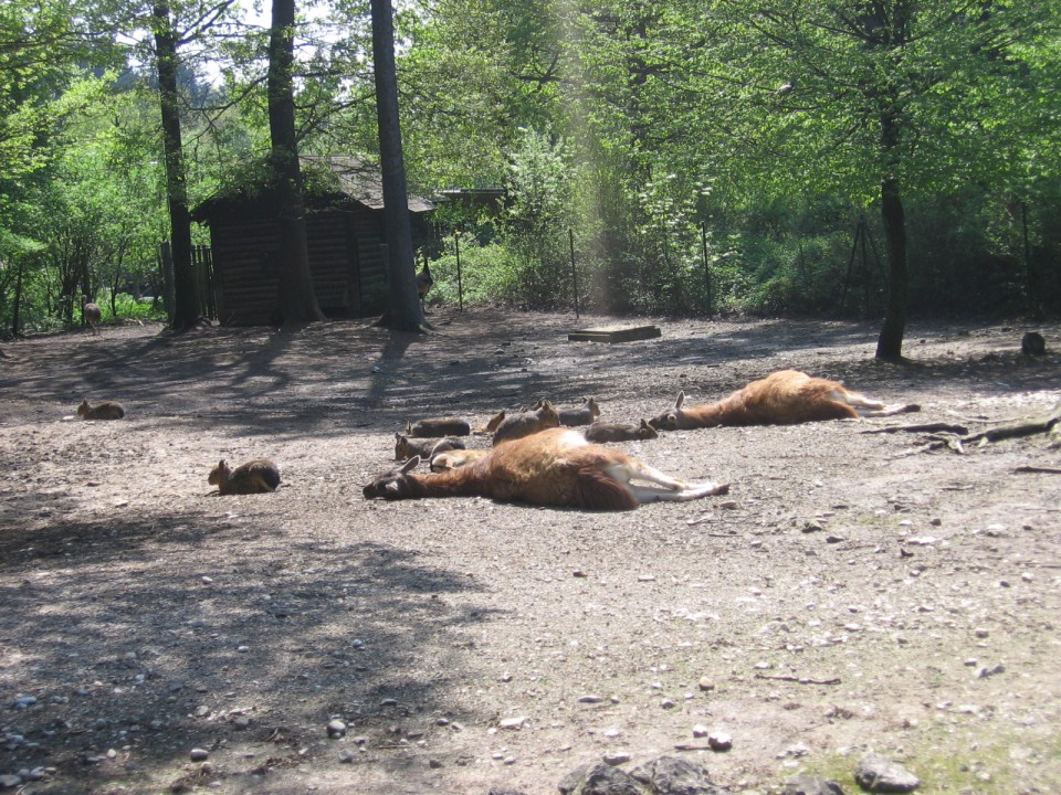 Zoo - foto povečava