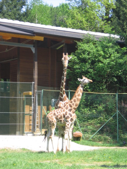 Zoo - foto