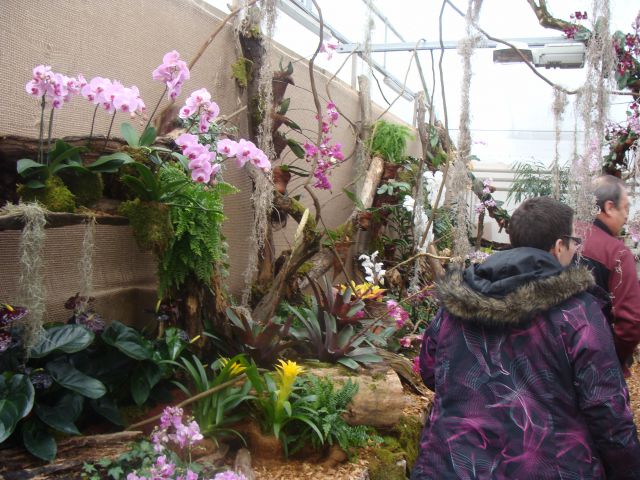 Orhideje in metulji - foto