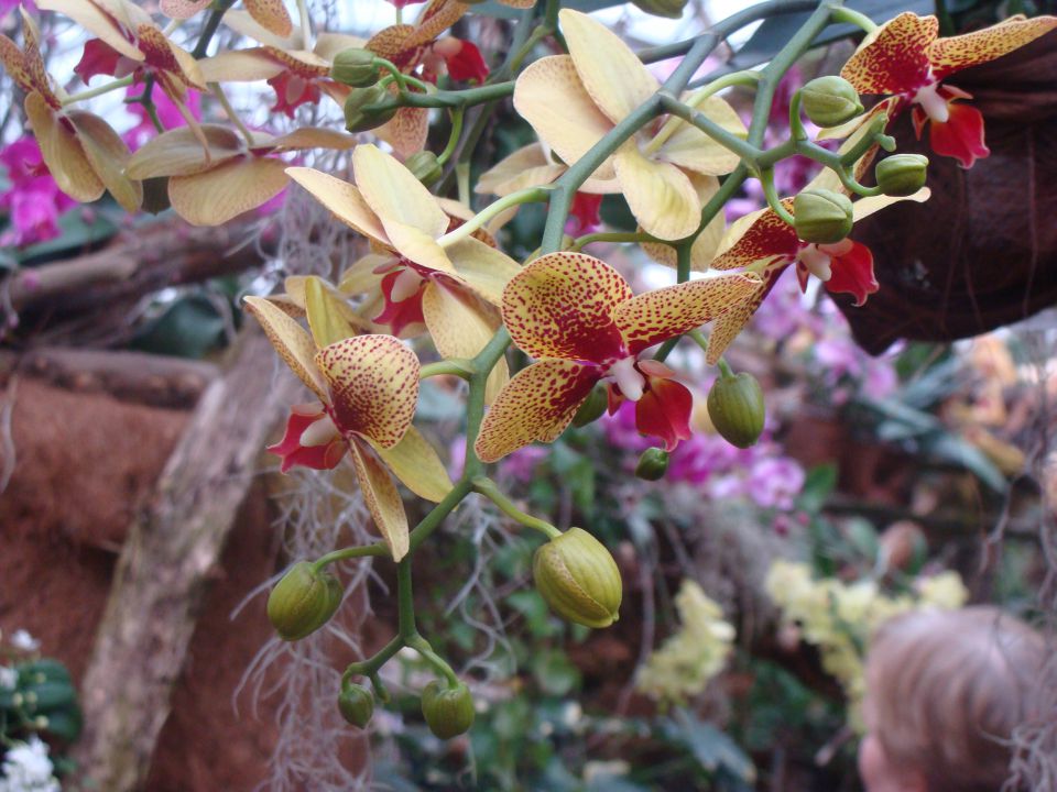 Orhideje in metulji - foto povečava