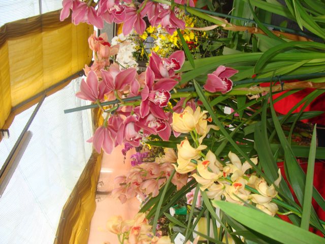 Orhideje in metulji - foto