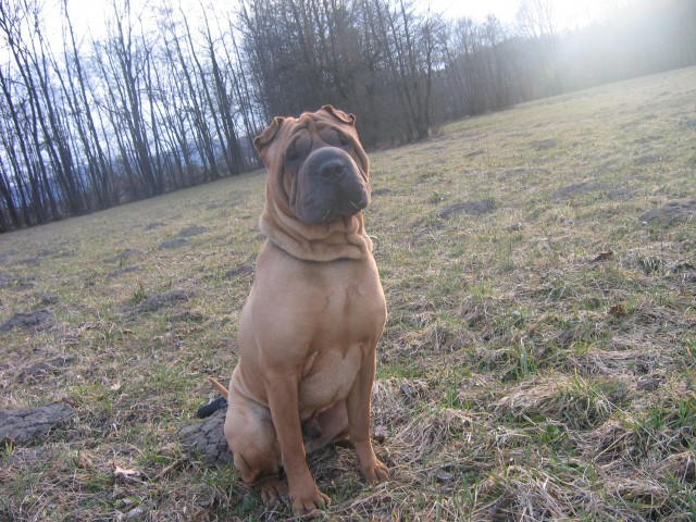 Moj kuža Lee - foto