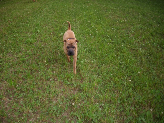 Shar-pei Lee - foto