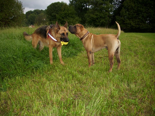 Shar-pei Lee - foto