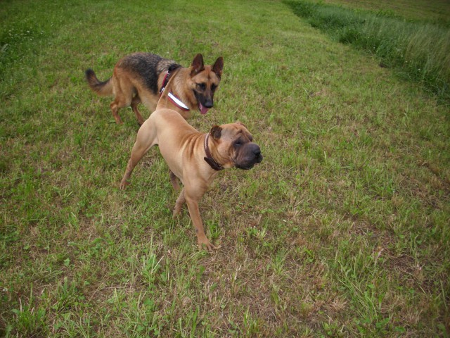 Shar-pei Lee - foto