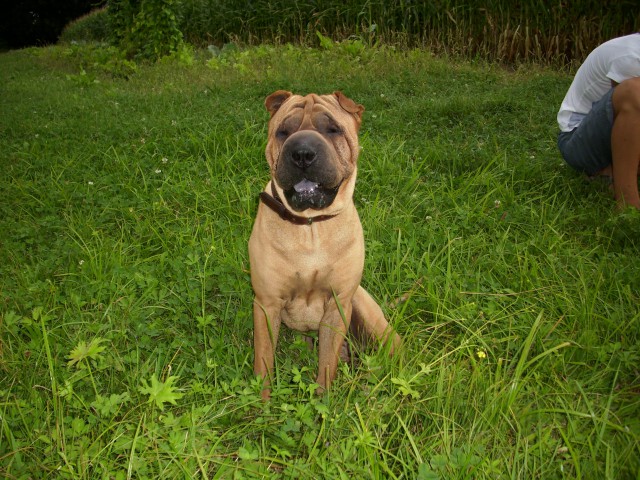 Shar-pei Lee - foto