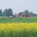 Nekateri pa rožice nabirajo