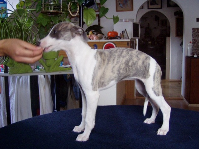 Gala, whippet...