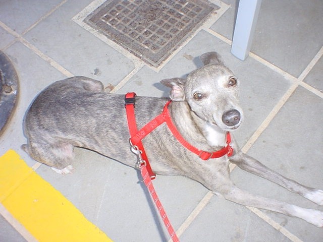 Diva na Lefkadi, 2005