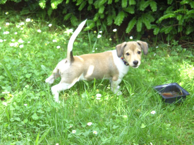 JRT- Jimmy - foto