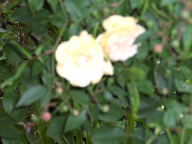 Rože - foto