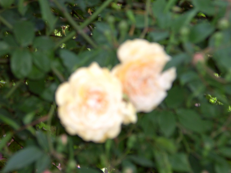 Rože - foto povečava