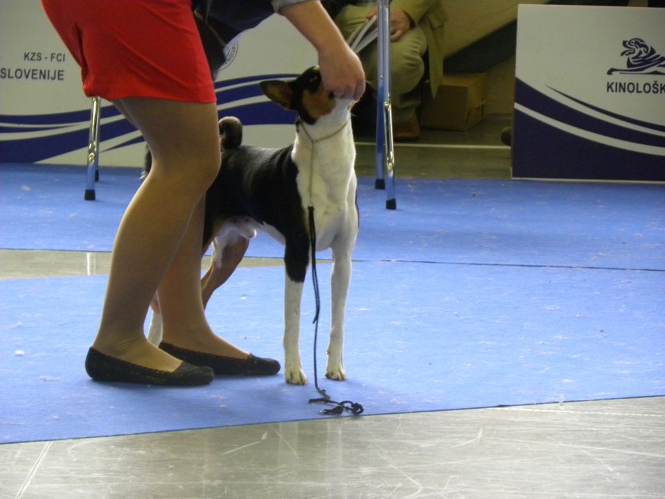 EURODOG SHOW CELJE 2.10.2010 - foto povečava