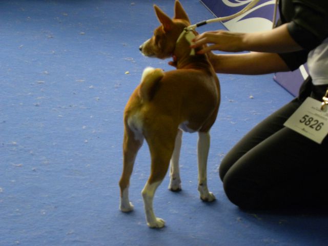 EURODOG SHOW CELJE 2.10.2010 - foto