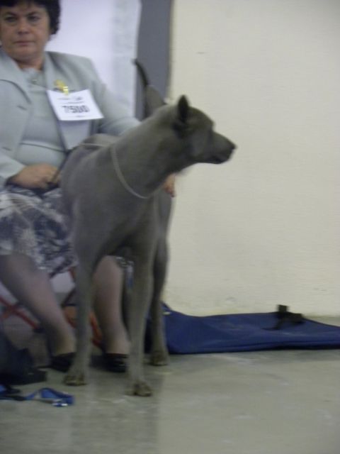 EURODOG SHOW CELJE 2.10.2010 - foto