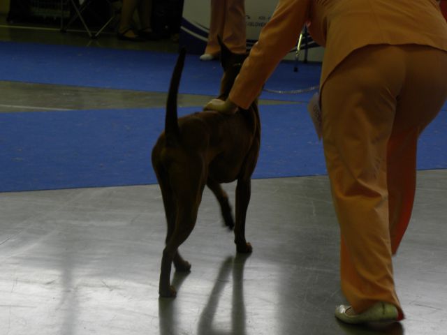 EURODOG SHOW CELJE 2.10.2010 - foto