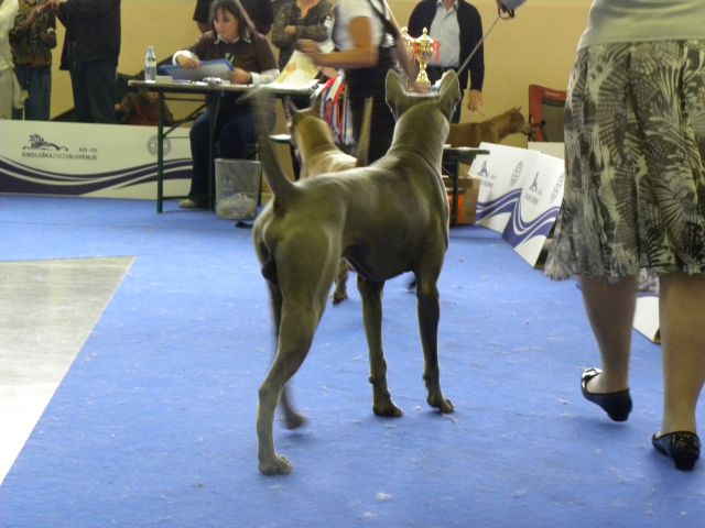 EURODOG SHOW CELJE 2.10.2010 - foto