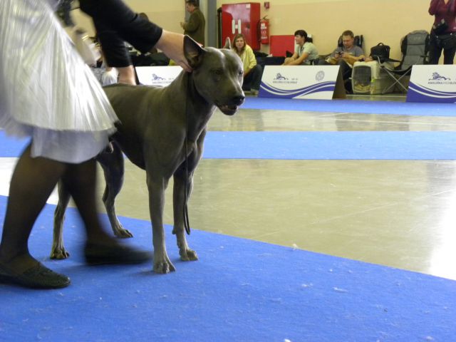 EURODOG SHOW CELJE 2.10.2010 - foto