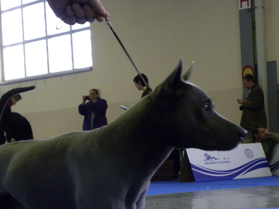 EURODOG SHOW CELJE 2.10.2010 - foto povečava