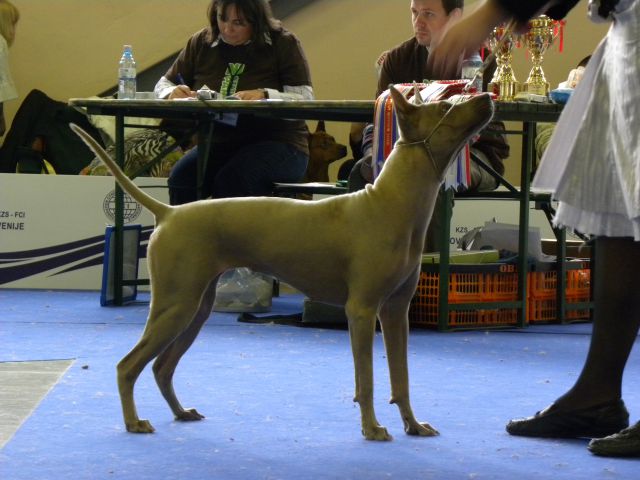 EURODOG SHOW CELJE 2.10.2010 - foto