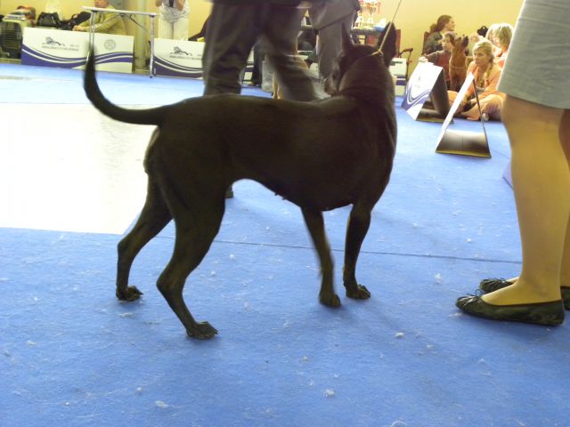 EURODOG SHOW CELJE 2.10.2010 - foto