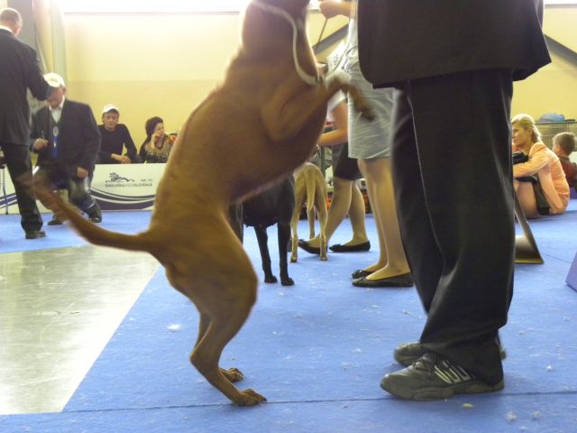 EURODOG SHOW CELJE 2.10.2010 2.del - foto