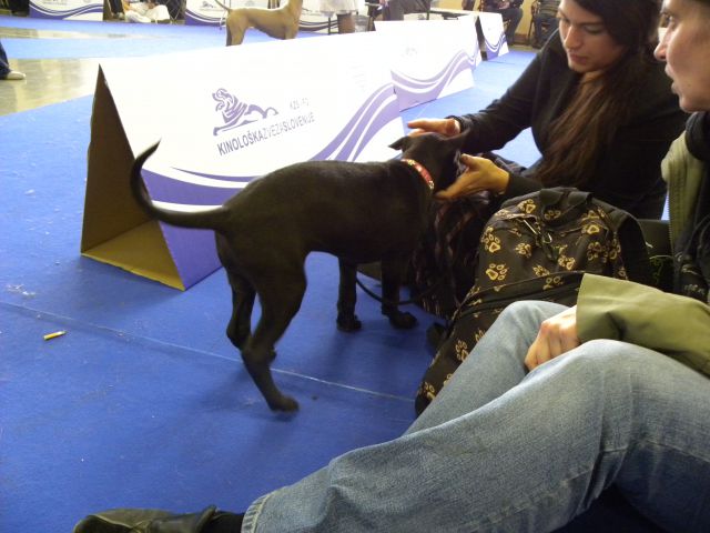 EURODOG SHOW CELJE 2.10.2010 2.del - foto