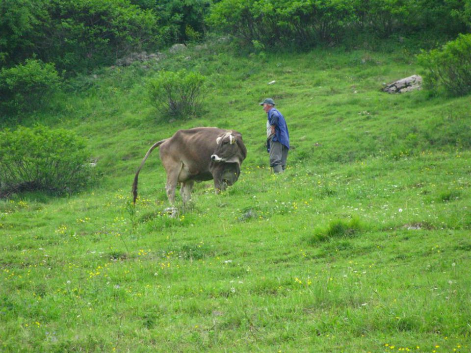 PLANINA MEDRJE - foto povečava